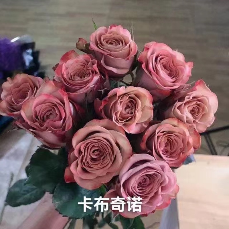 云南基地直发玫瑰老桩混搭浓香型阳台庭院花卉耐寒绿植