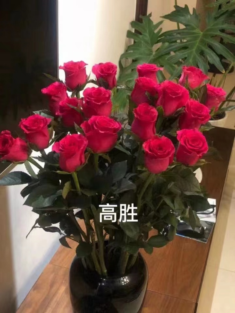 云南基地直发玫瑰老桩混搭浓香型阳台庭院花卉耐寒绿植