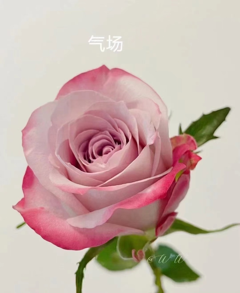 云南基地直发玫瑰老桩混搭浓香型阳台庭院花卉耐寒绿植