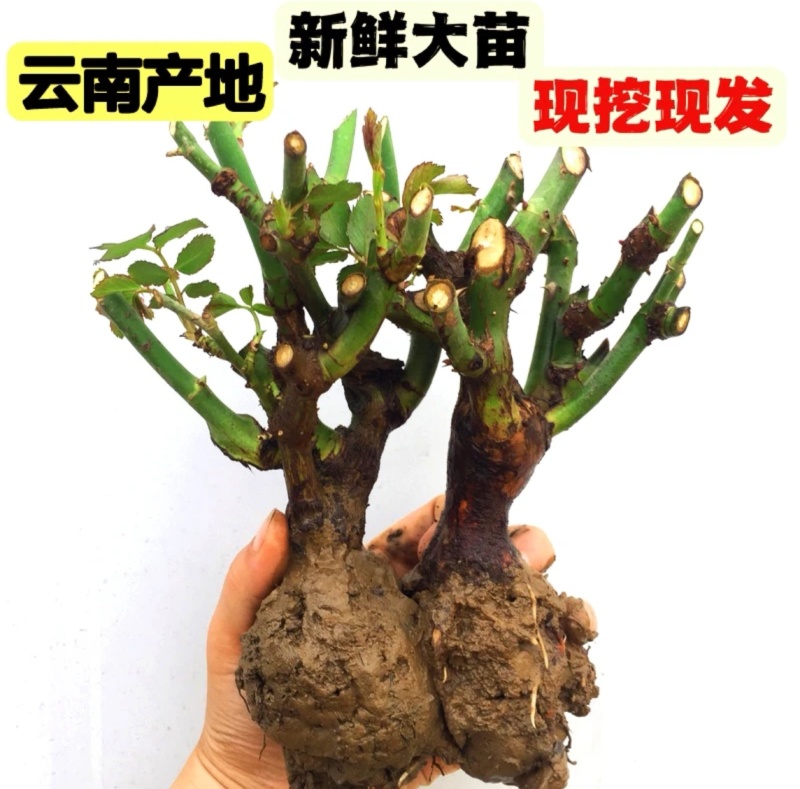云南基地直发玫瑰老桩混搭浓香型阳台庭院花卉耐寒绿植
