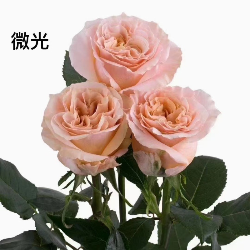 云南基地直发玫瑰老桩混搭浓香型阳台庭院花卉耐寒绿植