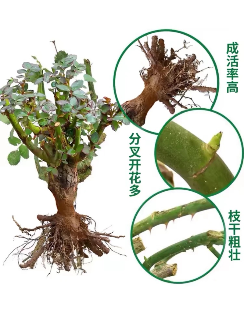 云南基地直发玫瑰老桩混搭浓香型阳台庭院花卉耐寒绿植