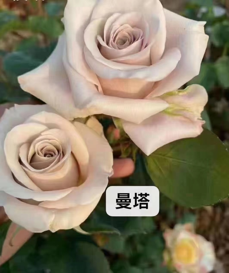云南基地直发玫瑰老桩混搭浓香型阳台庭院花卉耐寒绿植
