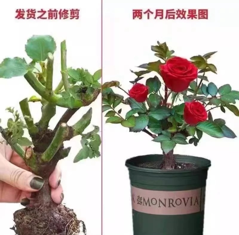 云南基地直发玫瑰老桩混搭浓香型阳台庭院花卉耐寒绿植