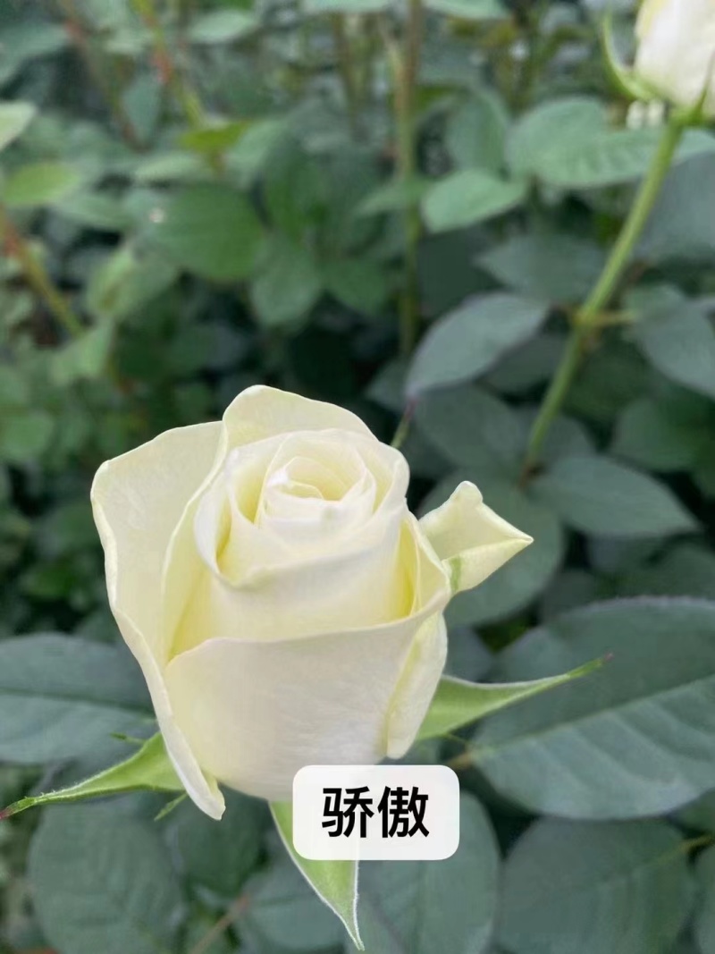 云南基地直发玫瑰老桩混搭浓香型阳台庭院花卉耐寒绿植
