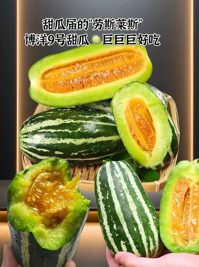 河北！博洋久甜瓜口感酥脆嘎嘎甜适合电商超市批发商代发全国