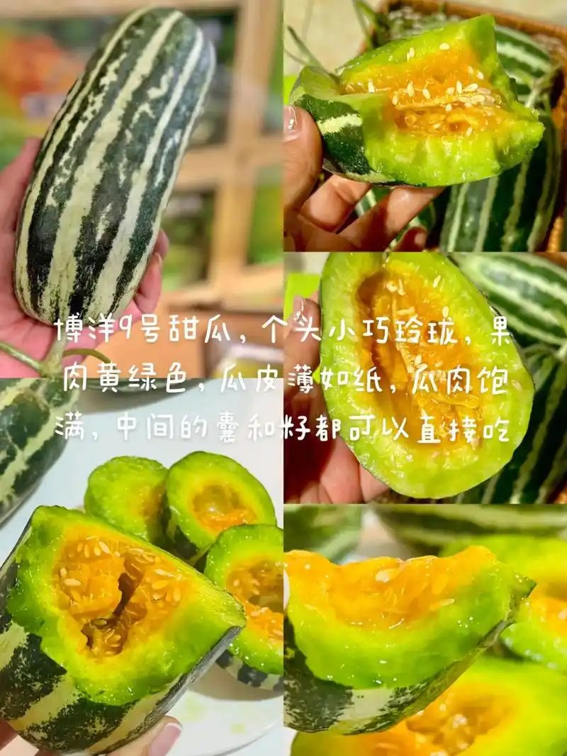 河北！博洋久甜瓜口感酥脆嘎嘎甜适合电商超市批发商代发全国