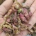 冬花款冬花中药材干花蕾优质货源实物实拍量大优惠