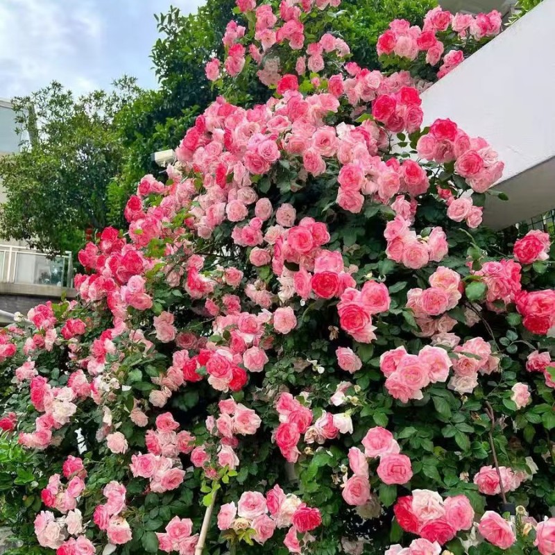 无刺蔷薇优质蔷薇花苗云南基地直发量大从优欢迎订购