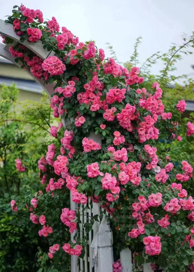 无刺蔷薇优质蔷薇花苗云南基地直发量大从优欢迎订购