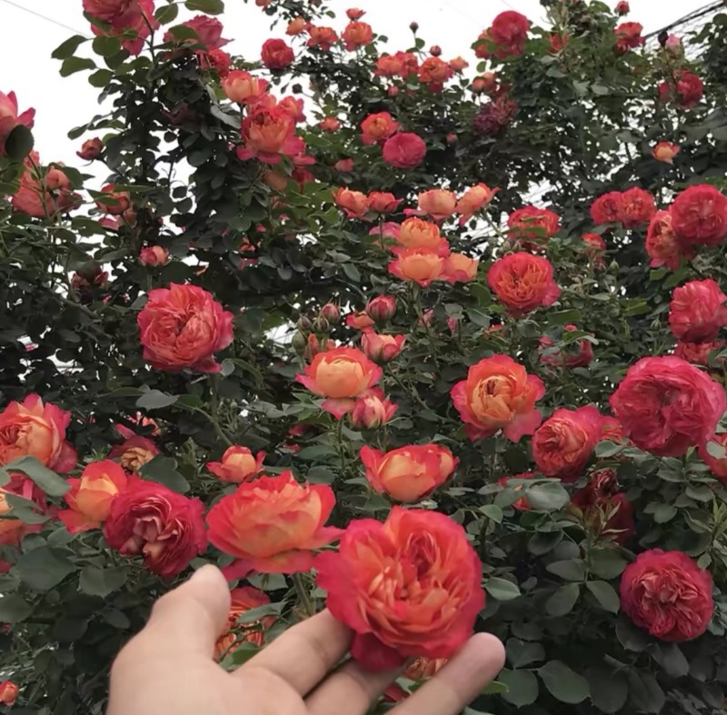 无刺蔷薇优质蔷薇花苗云南基地直发量大从优欢迎订购