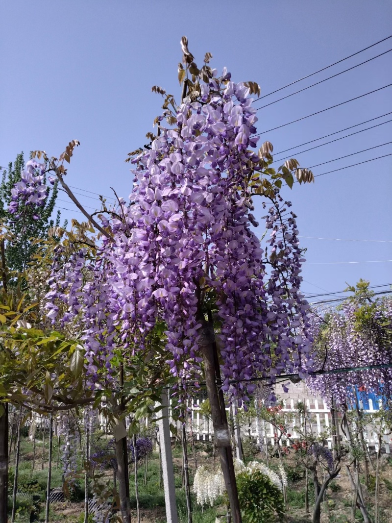 紫藤，基地常年销售各种绿化苗木。