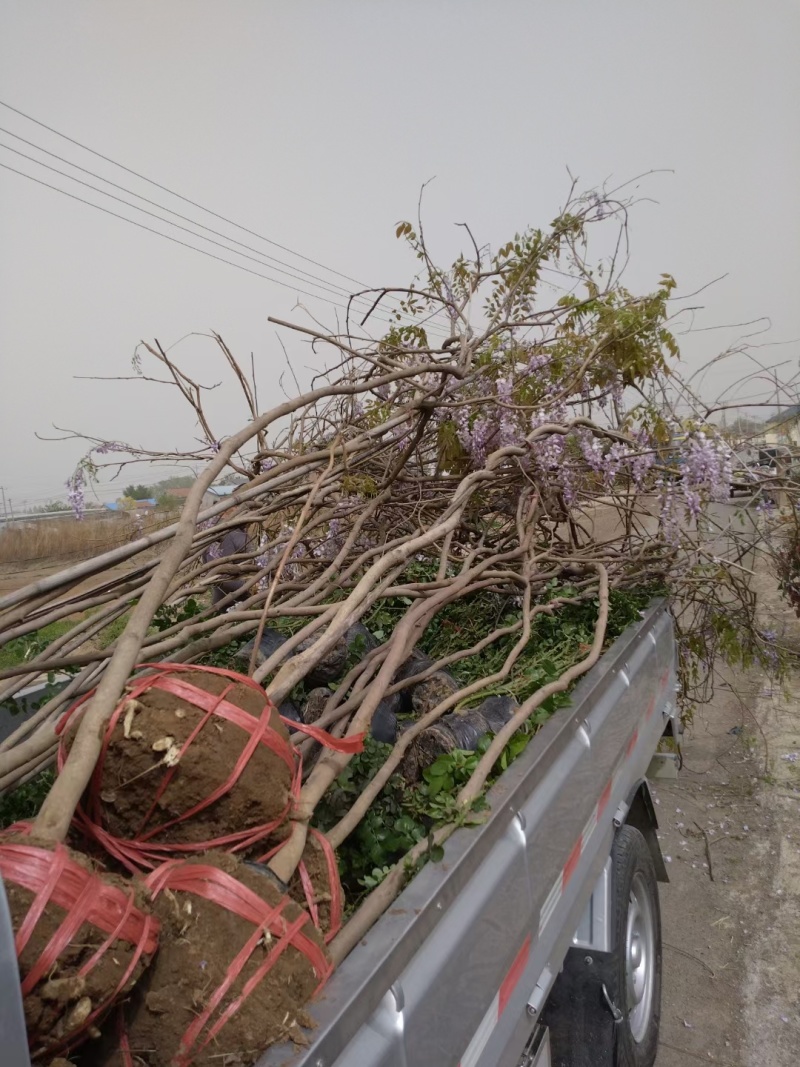 紫藤，基地常年销售各种绿化苗木。