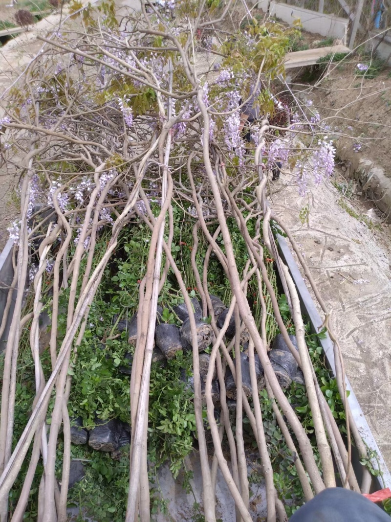 紫藤，基地常年销售各种绿化苗木。