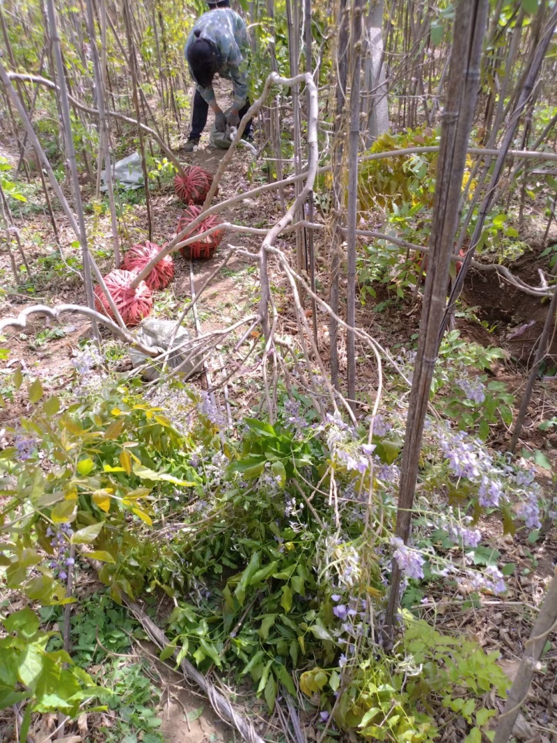 紫藤，基地常年销售各种绿化苗木。