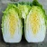 精选黄心白菜大白菜山东白菜单颗4-6斤价格实惠欢迎电联