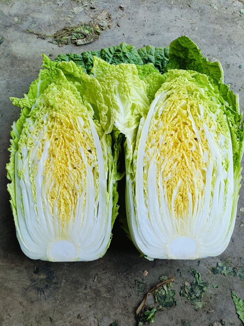 精选黄心白菜大白菜山东白菜单颗4-6斤价格实惠欢迎电联
