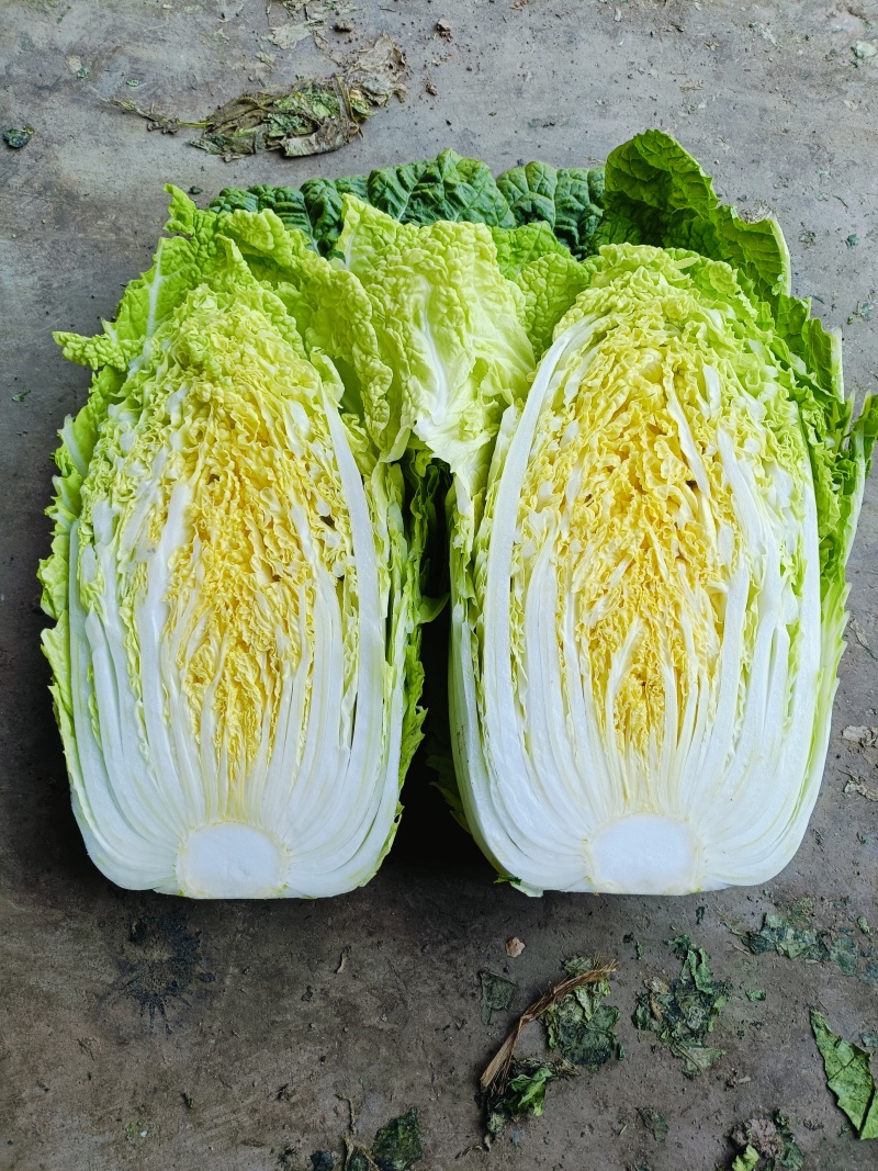 精选黄心白菜大白菜山东白菜单颗4-6斤价格实惠欢迎电联
