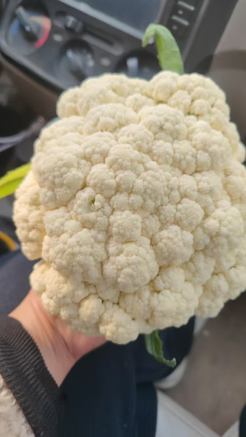 【有机花菜】花菜大量有货，松花菜青梗散花欢迎选购