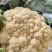 【有机花菜】花菜大量有货，松花菜青梗散花欢迎选购