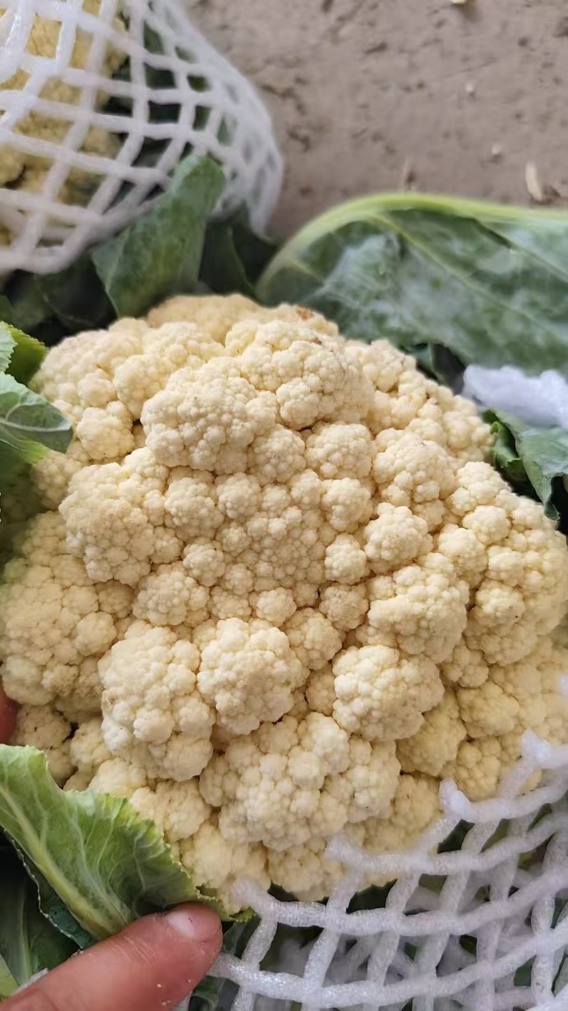 【有机花菜】花菜大量有货，松花菜青梗散花欢迎选购