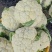 【有机花菜】花菜大量有货，松花菜青梗散花欢迎选购