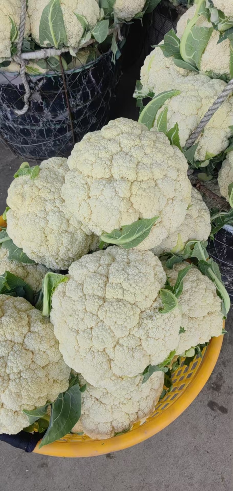 【有机花菜】花菜大量有货，松花菜青梗散花欢迎选购