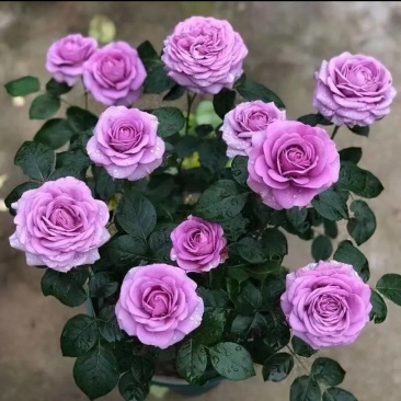 云南基地直发鲜切花玫瑰小苗