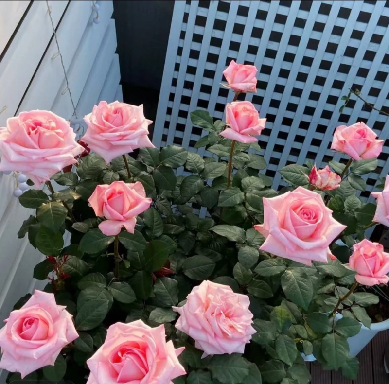 云南基地直发鲜切花玫瑰小苗