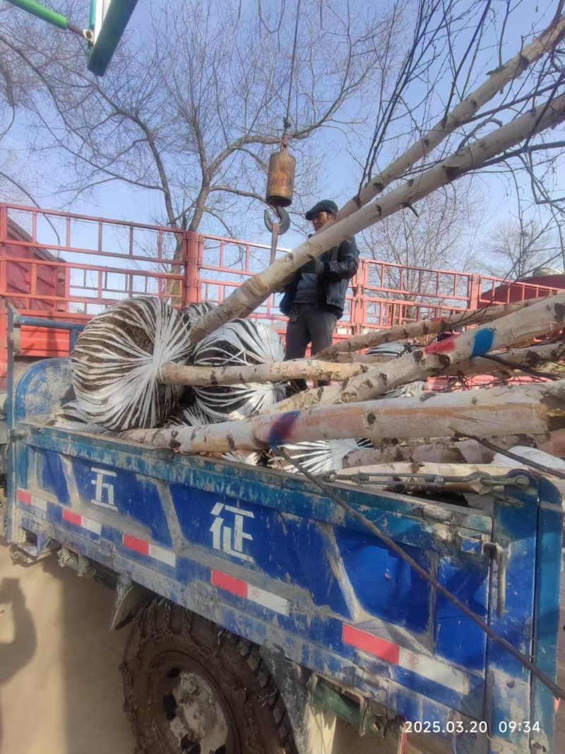 白桦8公分9公分10公分12公分15公分以上发西藏拉萨