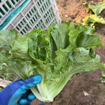 生菜货源充足，产地直发，诚信经营，欢迎客商来电