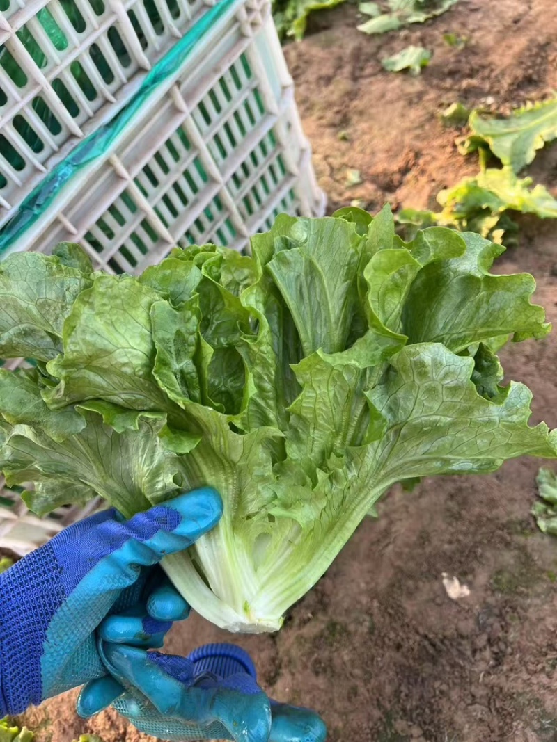 生菜货源充足，产地直发，诚信经营，欢迎客商来电