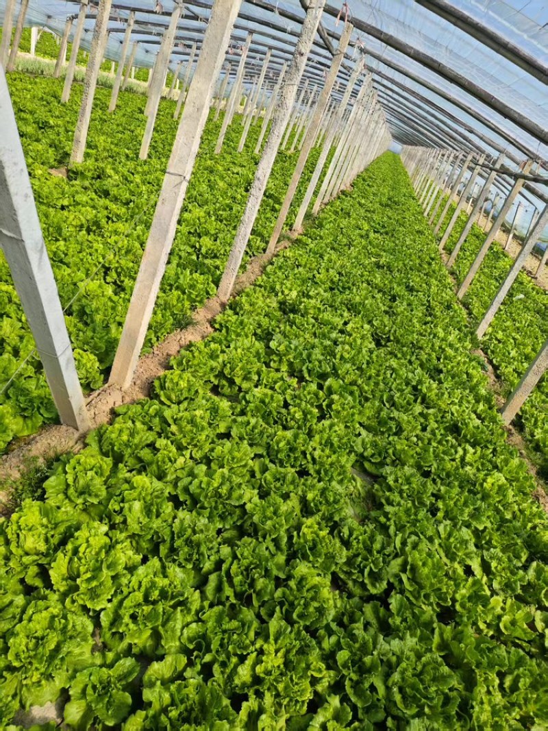 生菜货源充足，产地直发，诚信经营，欢迎客商来电