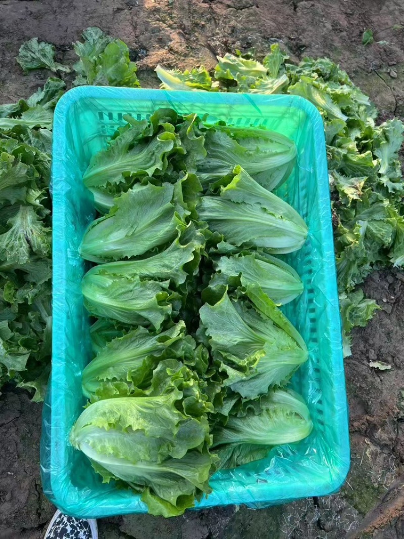 生菜货源充足，产地直发，诚信经营，欢迎客商来电