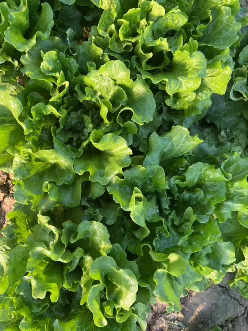 生菜货源充足，产地直发，诚信经营，欢迎客商来电