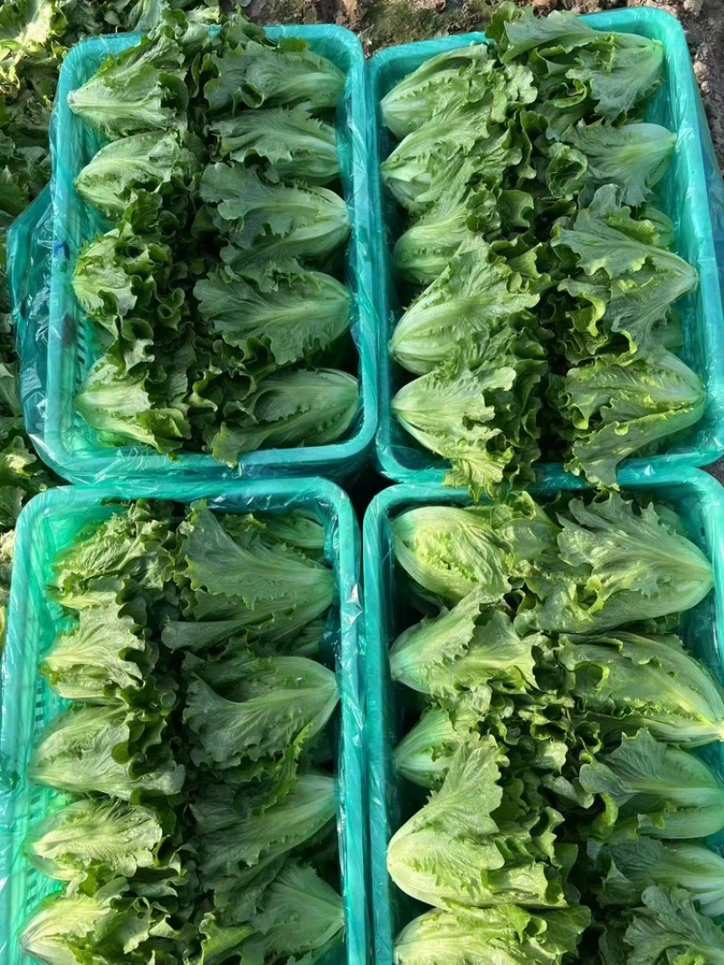 生菜货源充足，产地直发，诚信经营，欢迎客商来电