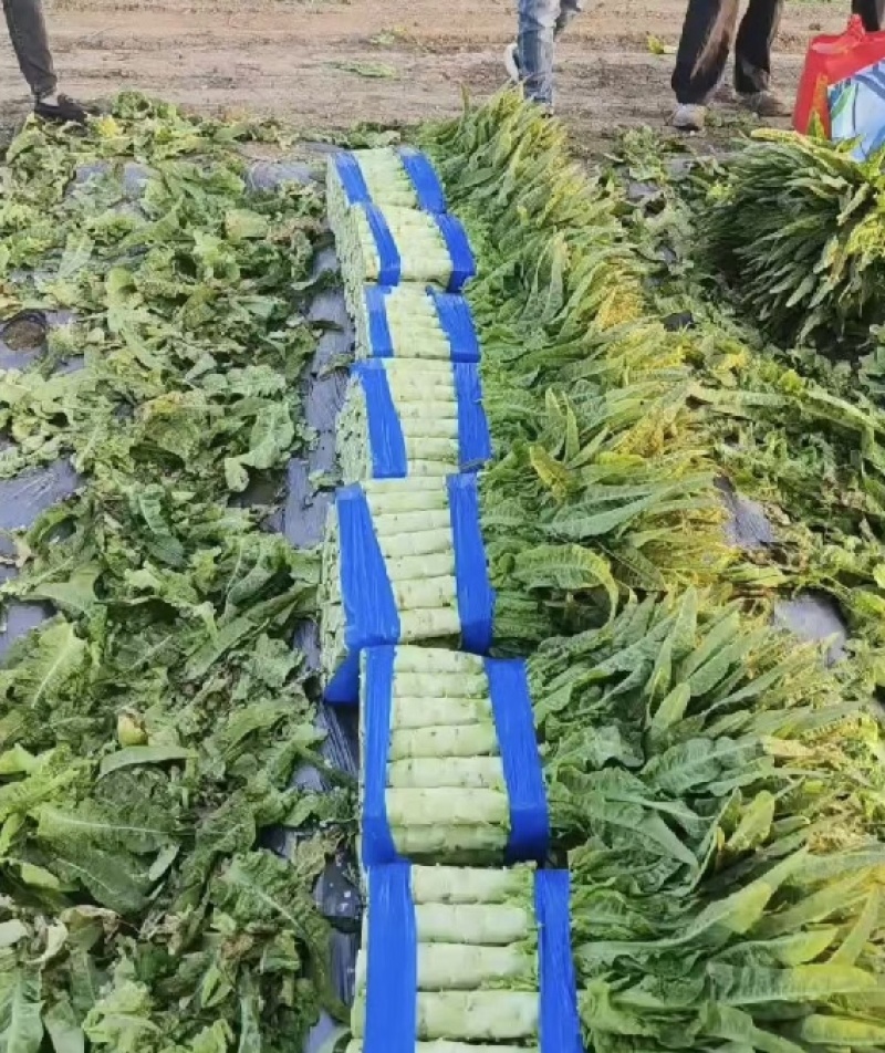 尖叶莴笋三青圆叶莴笋质量好产地直销一条龙服务
