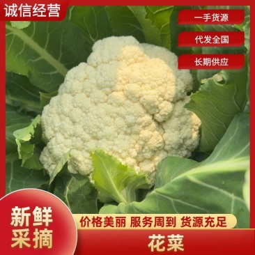 【有机花菜】花菜大量有货，松花菜青梗散花欢迎选购