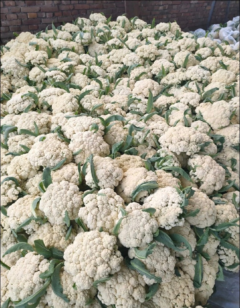 精品花菜，产地直销，质量过硬，一手货源，一级乳白。