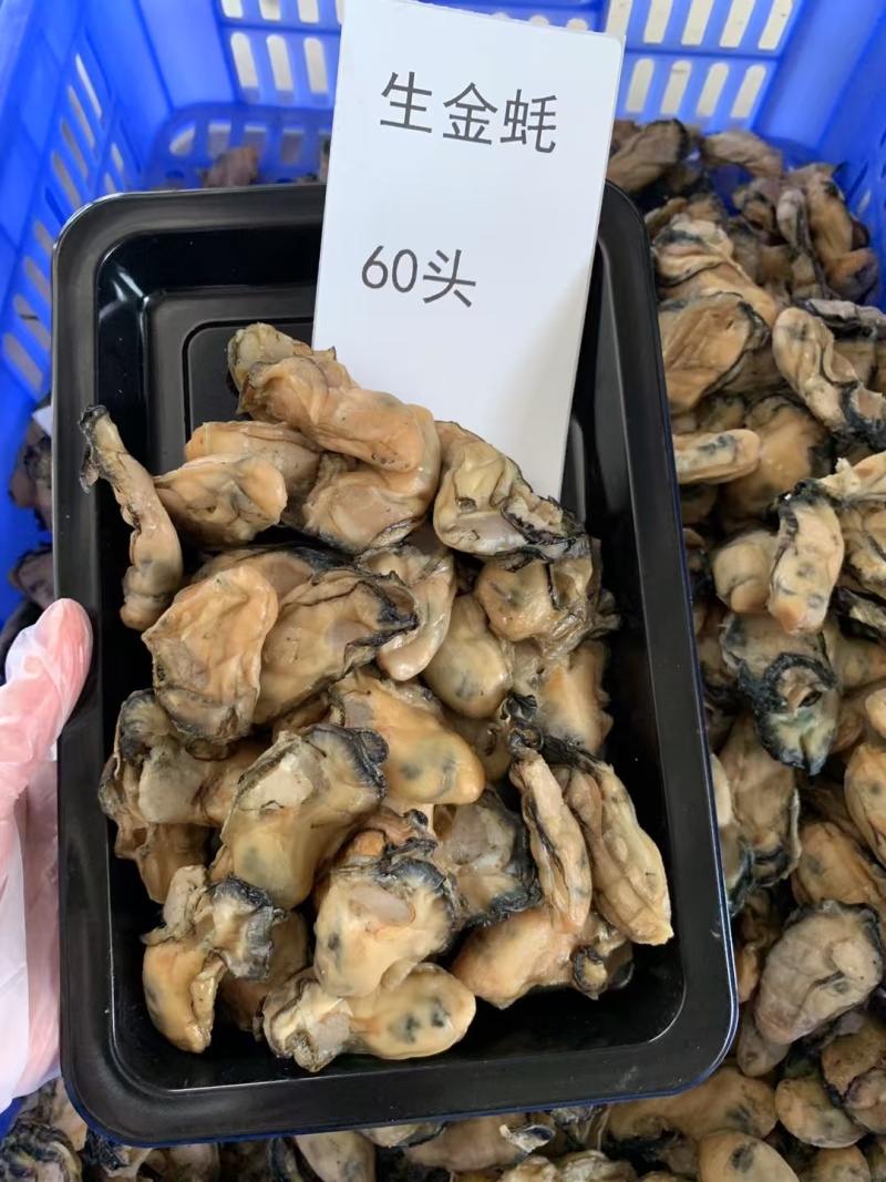 台山自产自销生晒金蚝干蚝干欢迎联系量大价优