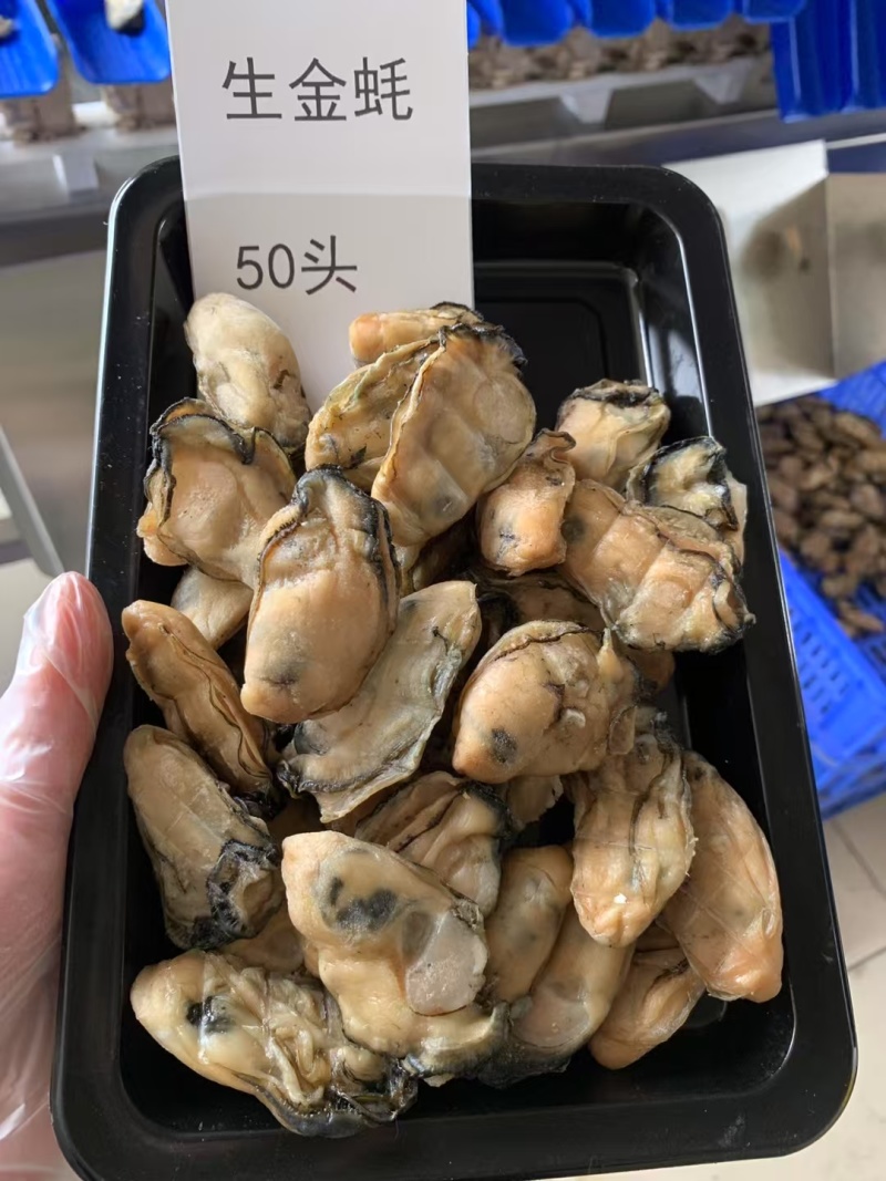台山自产自销生晒金蚝干蚝干欢迎联系量大价优
