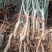【放心苗】山农酥梨苗山农酥梨个大丰满多汁脆甜