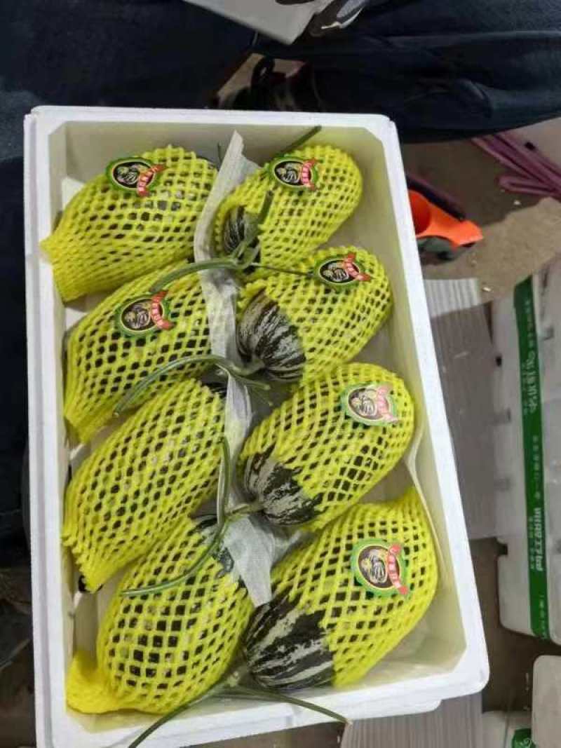 河北！博洋久甜瓜口感酥脆嘎嘎甜适合电商超市批发商代发全国