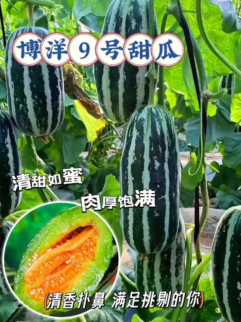 河北！博洋久甜瓜口感酥脆嘎嘎甜适合电商超市批发商代发全国