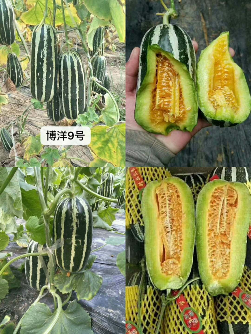 河北！博洋久甜瓜口感酥脆嘎嘎甜适合电商超市批发商代发全国