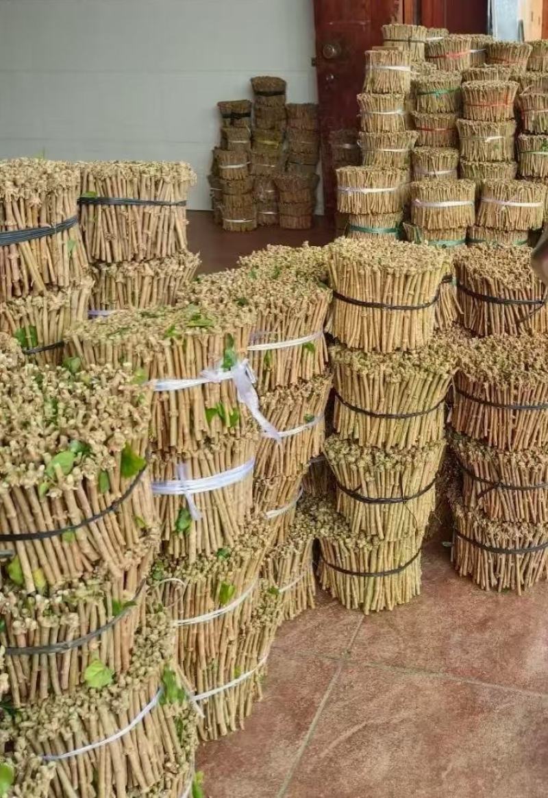 广西横县茉莉扦插枝条重瓣茉莉枝条批发代发