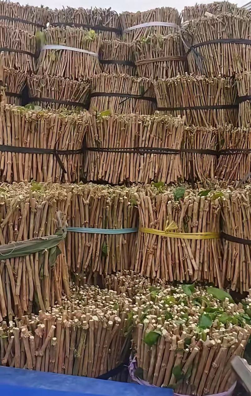 广西横县茉莉扦插枝条重瓣茉莉枝条批发代发