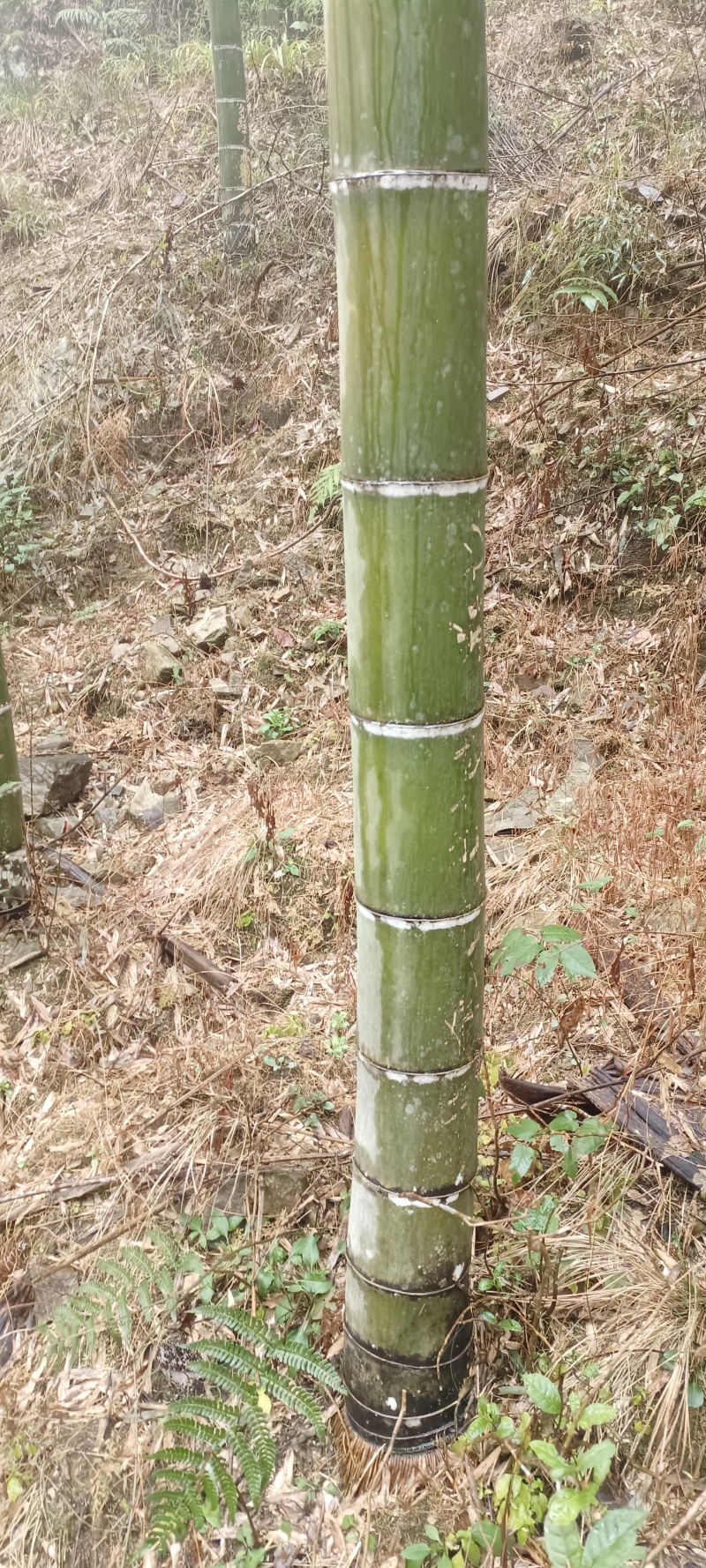 毛竹，各种规格，欢迎咨询。
