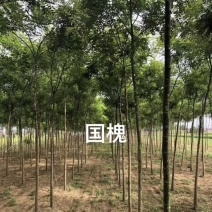 国槐各种规格齐全，量大价优自家种植基地，欢迎采购咨询