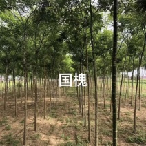 甘肃庆阳种苗基地精品国槐成活率高包技术自家苗场发货